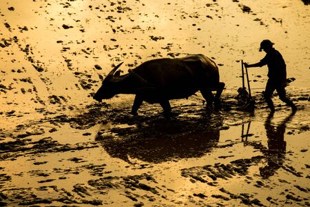 Silhouettes of people redeemed with buffalo.