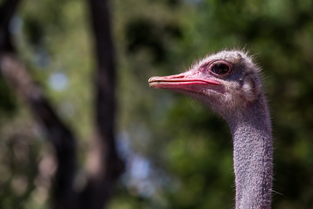 Cute funny ostrich with long neck on natural background.の写真素材