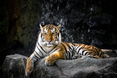 Bengal tiger on the rock.の写真素材
