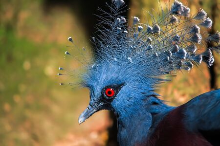 Blue bird animal, blue peacock sitting.