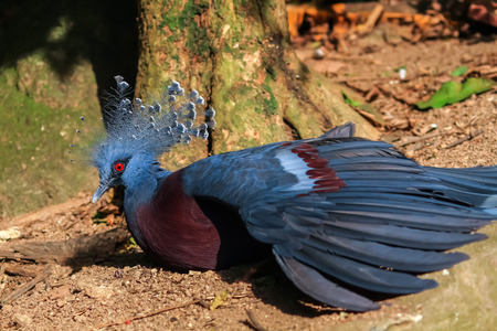 Blue bird animal, blue peacock sitting.の写真素材