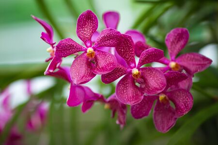 Bouquet of flowers orchids. Bouquet of flowers orchids.の写真素材