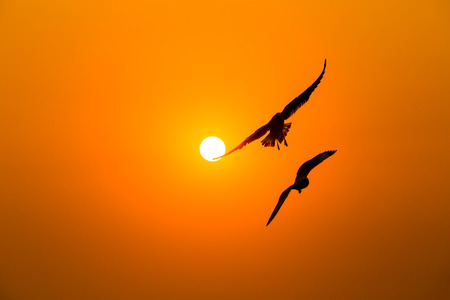 Tranquil scene with seagull flying at sunsetの写真素材