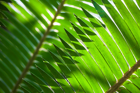 Green leaf in nature. Green leaf background.の写真素材