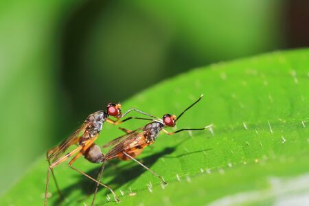 Mating shots of insects. Insects mating.