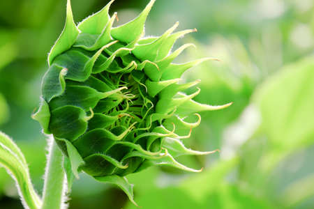 Beautiful sunflower bud in field.の写真素材