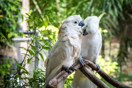 White cockatoo in the park. Two parrots on a small branch.の写真素材