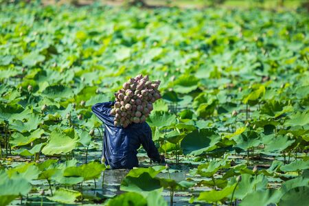 Farmers are collecting lotus farm in lake.の写真素材