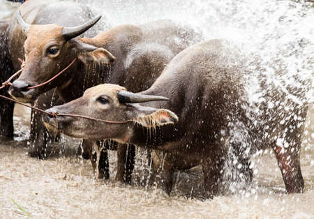 Group of buffalo in farm. Buffalo herds cleaning with water.の写真素材