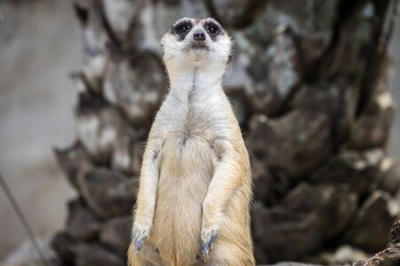 Raccoons look like bandits with a black stripe across their eyes. Raccoons staring intently.の写真素材