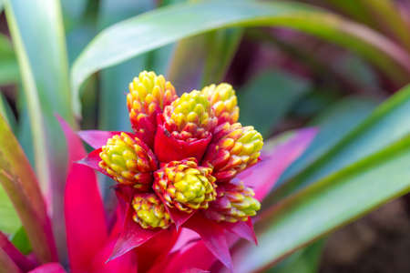 Pink flowers in the garden, floral a field green background.の写真素材