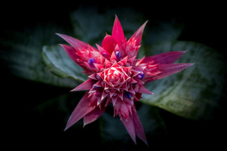 Pink flowers in the garden, floral a field green background.の写真素材