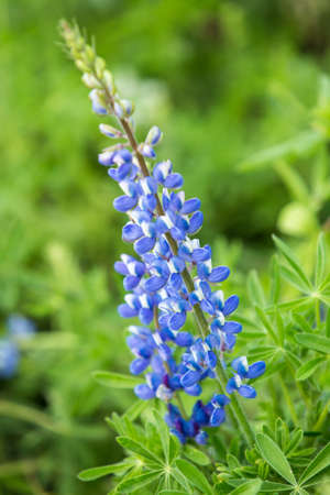 Blue flowers in the garden, floral a field green background.の写真素材