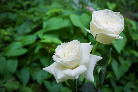 Natural white rose flower on green bush.の写真素材