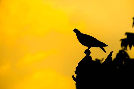 Silhouette of bird on the top of roof.の写真素材