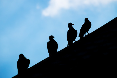 Silhouette of bird on the top of roof.の写真素材
