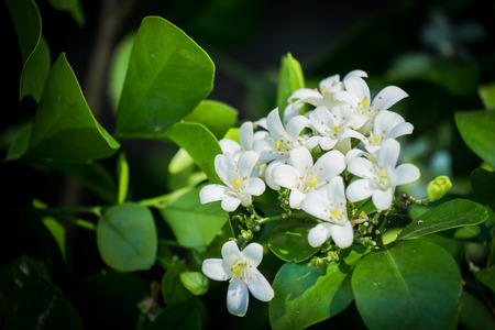 Fragrant small white flowers.