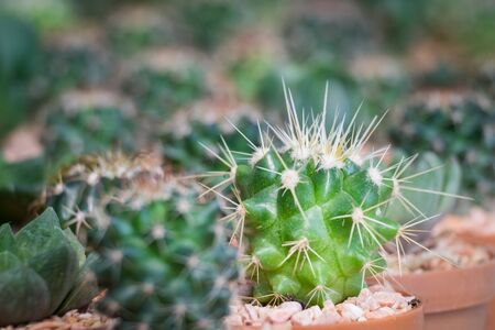 Various cactus plants, Cactus, sugar palm leaf.の写真素材