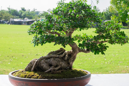 Bonsai or Ficus in the eastern tradition, trees bonsai are classic elements of interior and landscape design.の写真素材