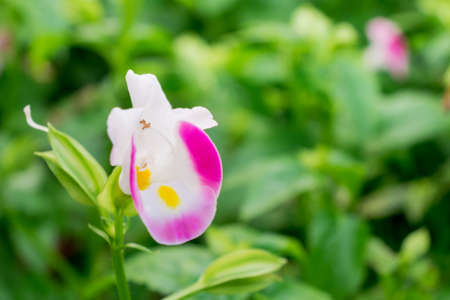 Beautiful pink flowers in the garden.