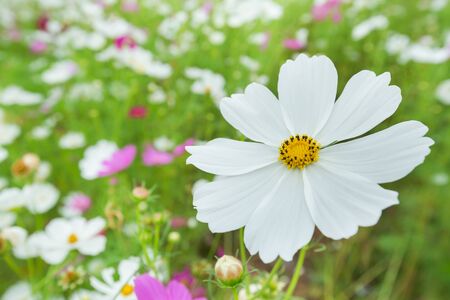 Cosmos flowers blooming in the garden summer.の写真素材