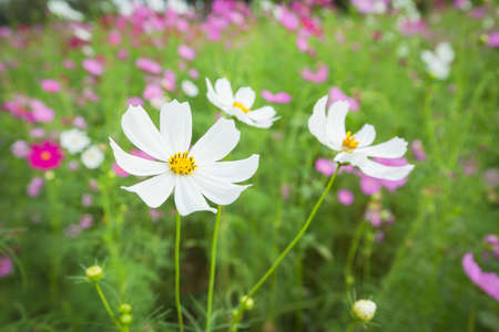 Cosmos flowers blooming in the garden summer.の写真素材