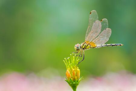 Grasshopper perched on a flower on a green background.