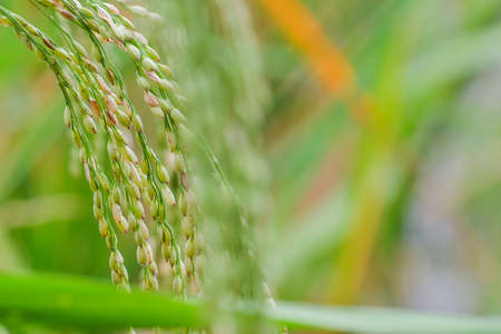 Green rice in the field rice.の写真素材