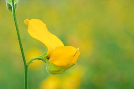 Yellow flowers blooming in the garden summer.の写真素材