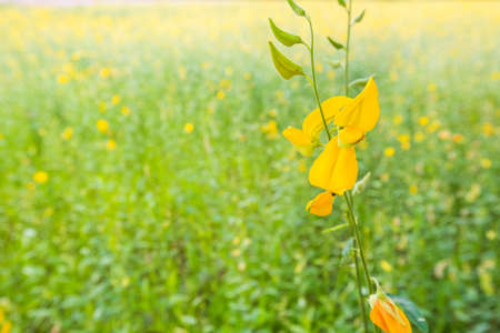 Yellow flowers blooming in the garden summer.の写真素材