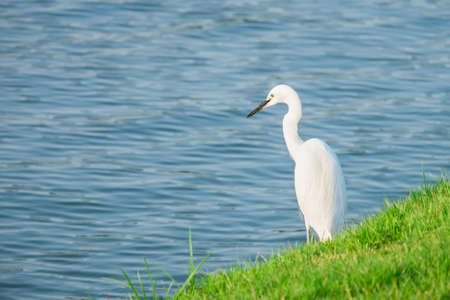 Little egret single bird standing near water.の写真素材