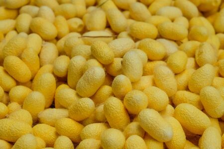 Yellow silkworm cocoon shell through the Silk Route, the brewing process, bringing silks to silk.の写真素材