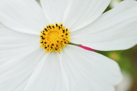 Cosmos flowers blooming in the garden summer.の写真素材