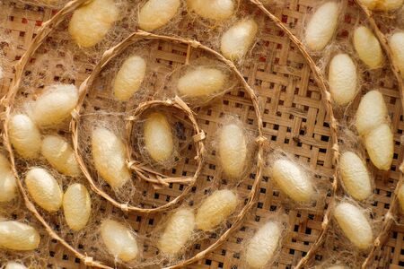 Yellow silkworm cocoon shell through the Silk Route, the brewing process, bringing silks to silk.の写真素材