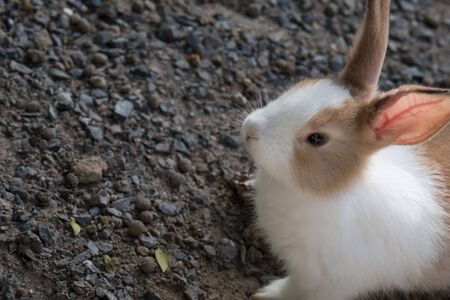 White Rabbitの写真素材