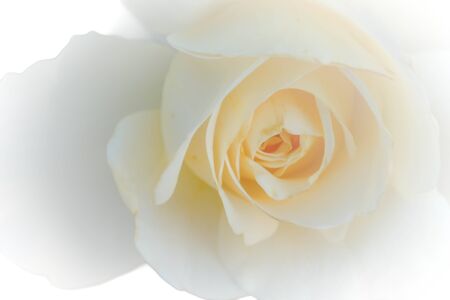 Soft focus of sweet  roseの写真素材