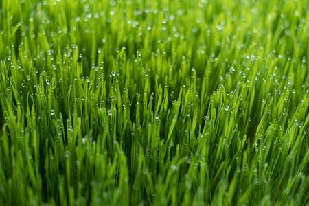 Fresh wheat grass organic with drop dew growing in nature.の写真素材