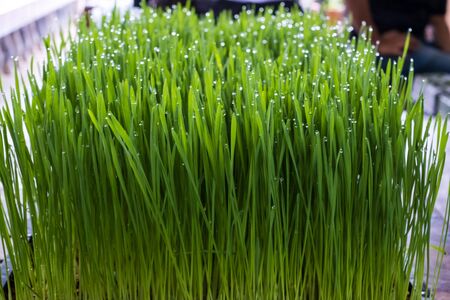 Fresh wheat grass organic with drop dew growing in nature.の写真素材