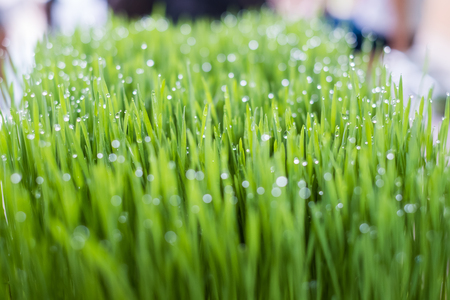 Fresh wheat grass organic with drop dew growing in nature.の写真素材