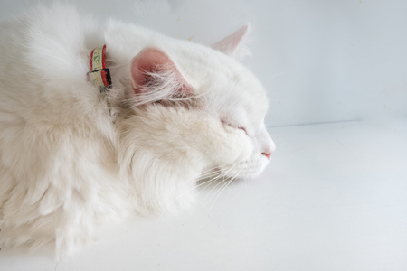 White cat, two color eyes, blue, orange.の写真素材