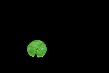 Lotus leaf: isolate on black background.の写真素材