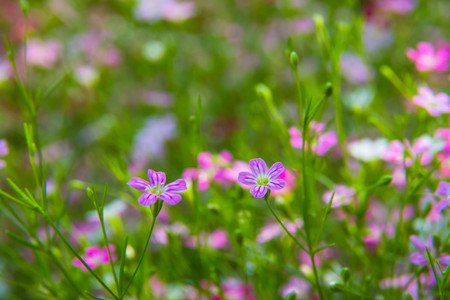 Beautiful flowers background,Blurry Flower for Background.の写真素材