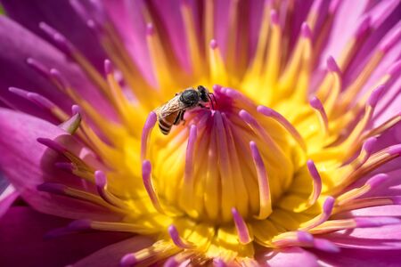 Close up to colorful lotus flower,の写真素材