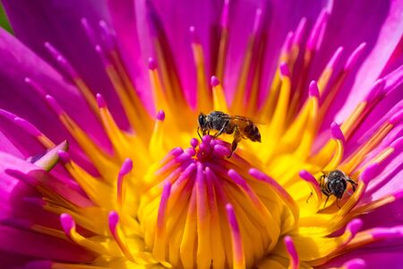 Close up to colorful lotus flower,の写真素材