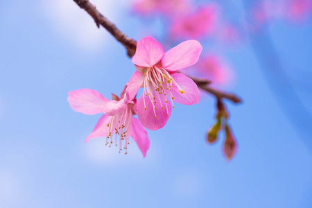 Cherry blossom , pink sakura flower,Soft focus Sakura flower on nature backgroundの写真素材