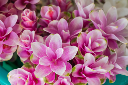 Beautiful flowers at the flower market in Thailand.の写真素材