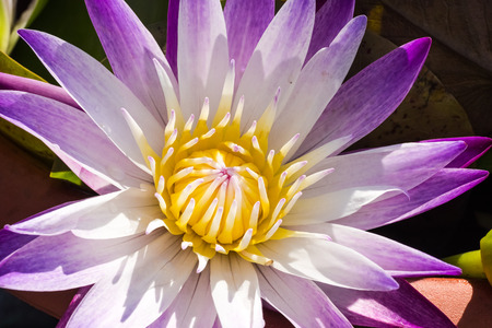 Beautiful lotus flower close upの写真素材