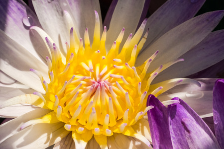 Beautiful lotus flower close upの写真素材
