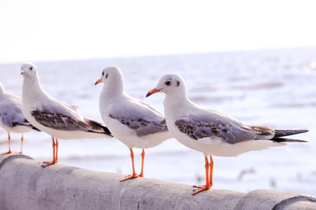 Seagulls standing on the sea shore.の写真素材