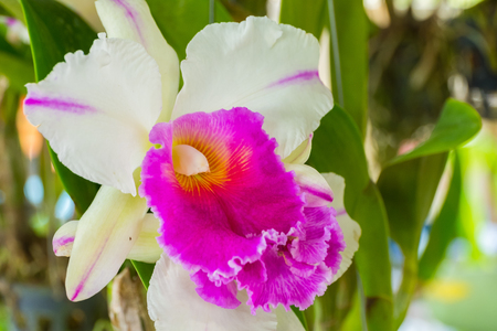 Beautiful orchid flower with natural backgroundの写真素材